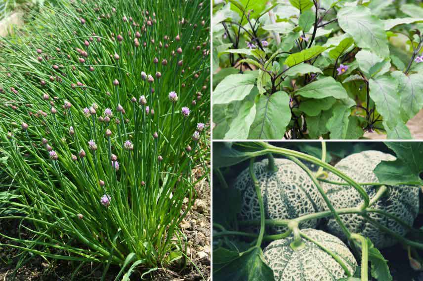 potager juillet taille