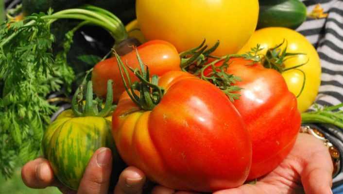 Le calendrier potager - Juillet