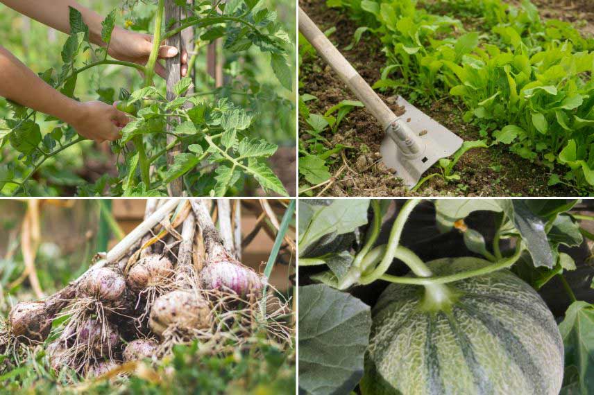 à faire au potager en juin