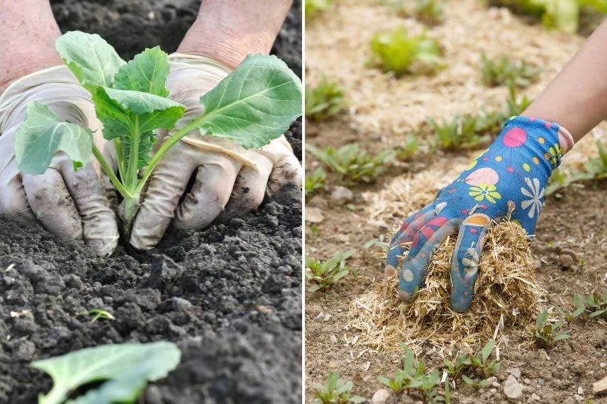 légumes planter en juin au potager