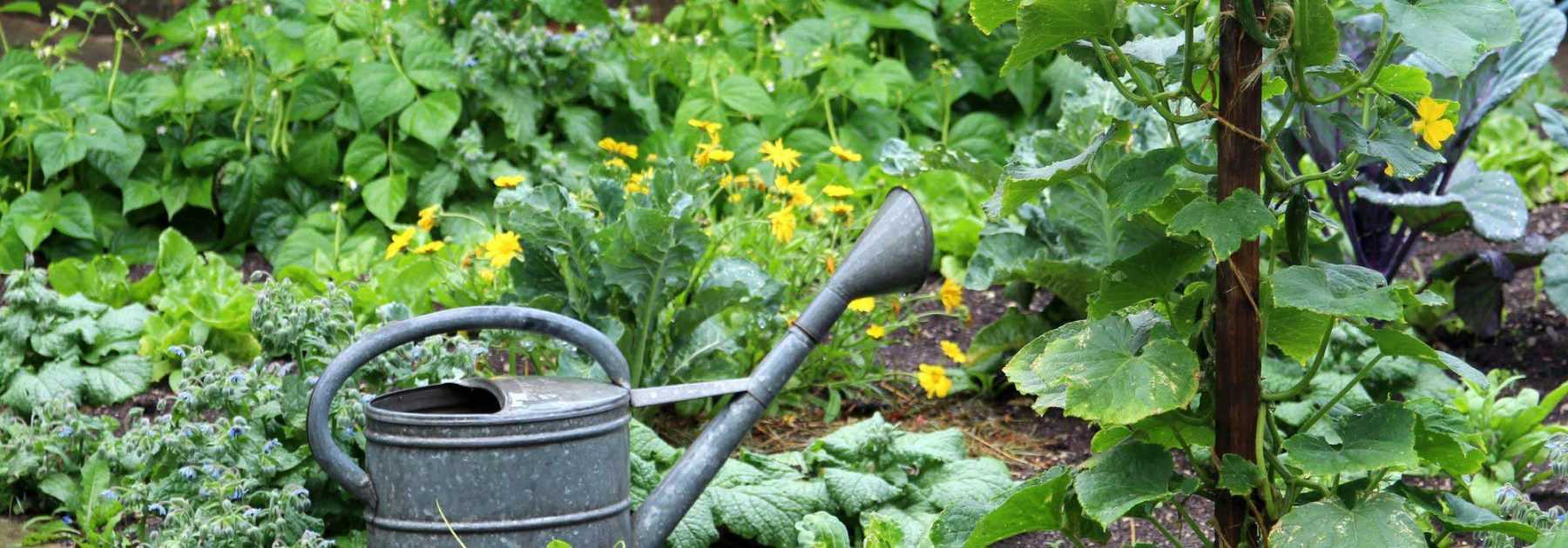 Calendrier potager - Juin