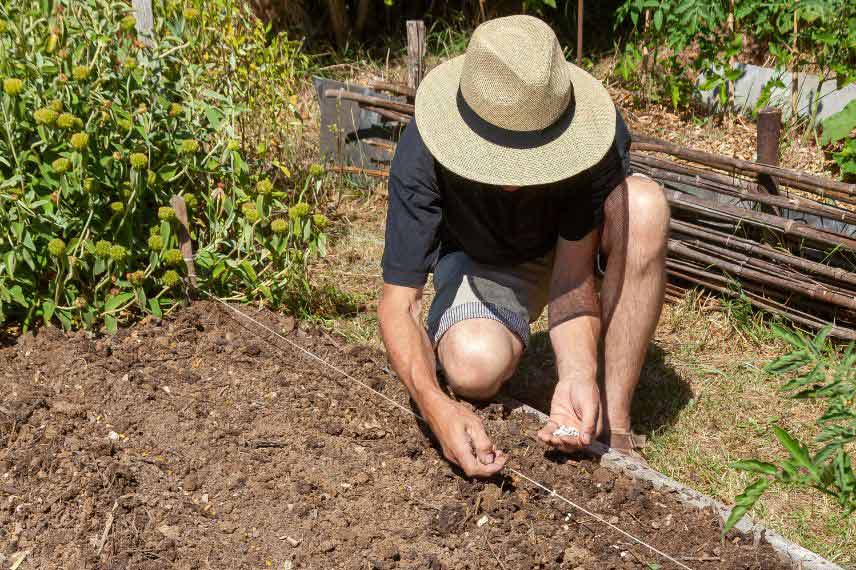 jardinage potager en mai