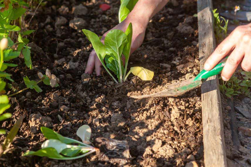 jardinage potager en mai