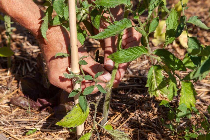 jardinage potager en mai