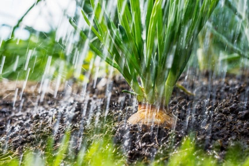 pluie potager nord