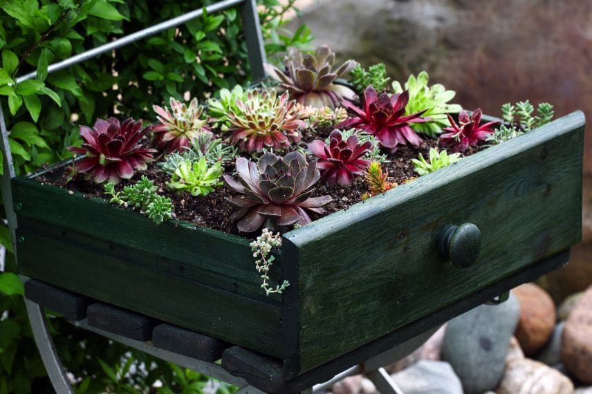 recyclage au jardin - un vieux tiroir avec des joubarbes