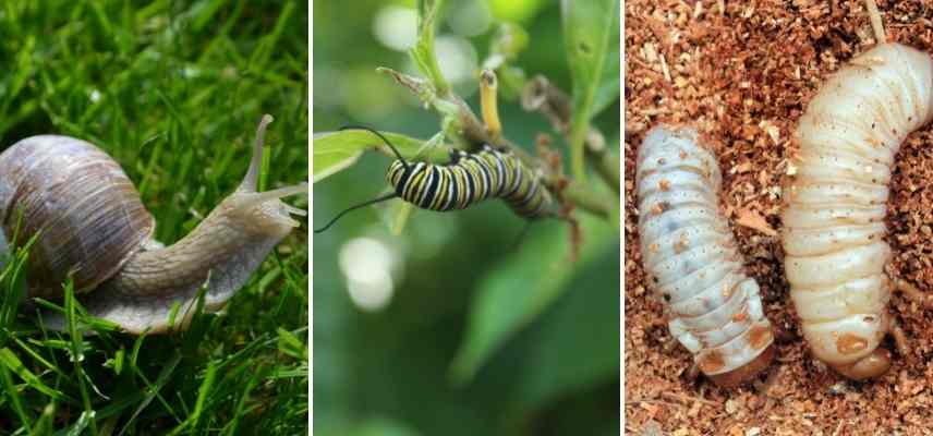 Staphylin, ocypus olens, insecte auxiliaire jardinier jardin