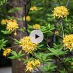 Le Rhododendron luteum ou Azalée de Chine