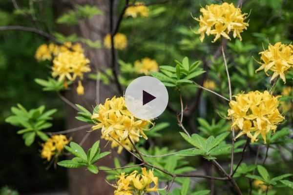 Le Rhododendron luteum ou Azalée de Chine