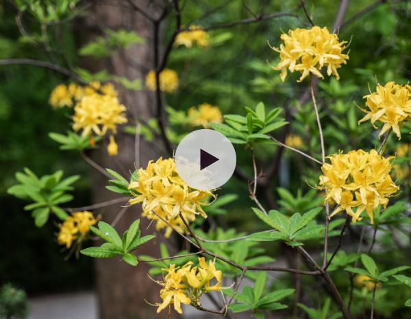 Le Rhododendron luteum ou Azalée de Chine