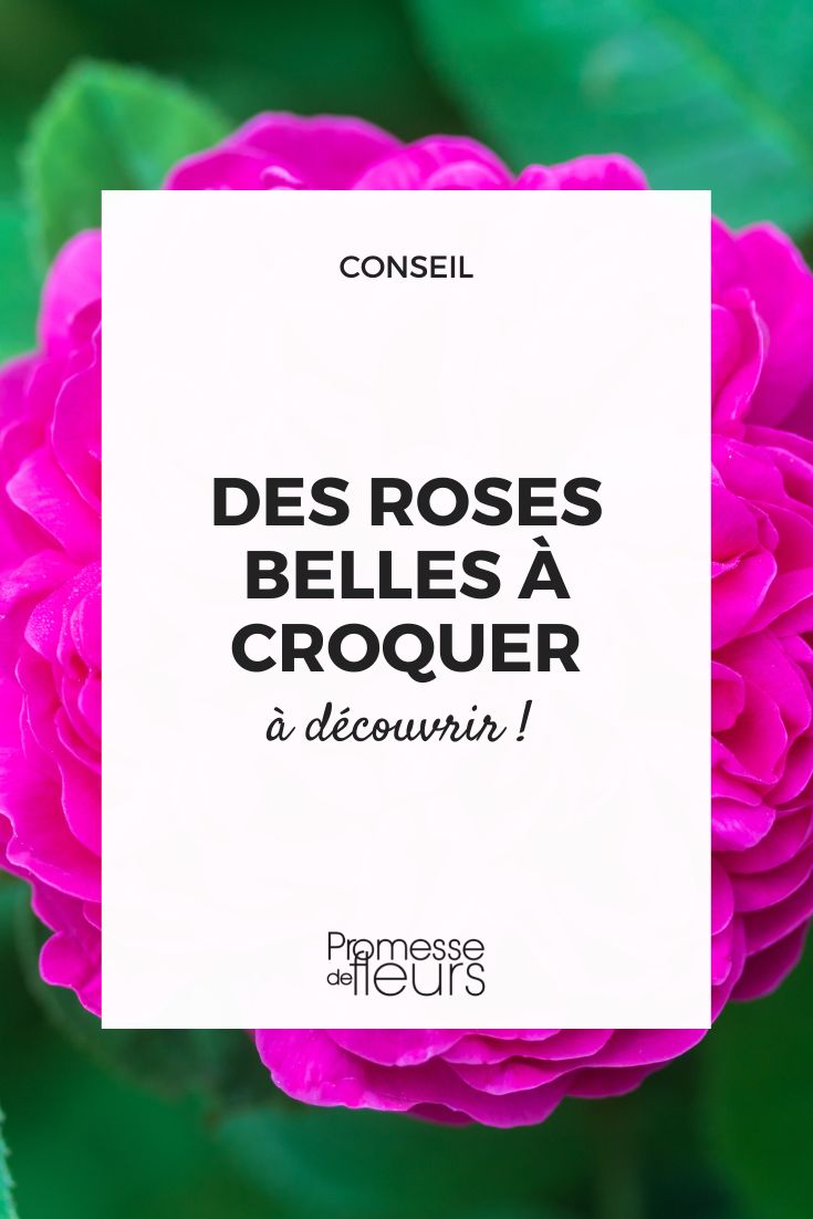 roses comestibles