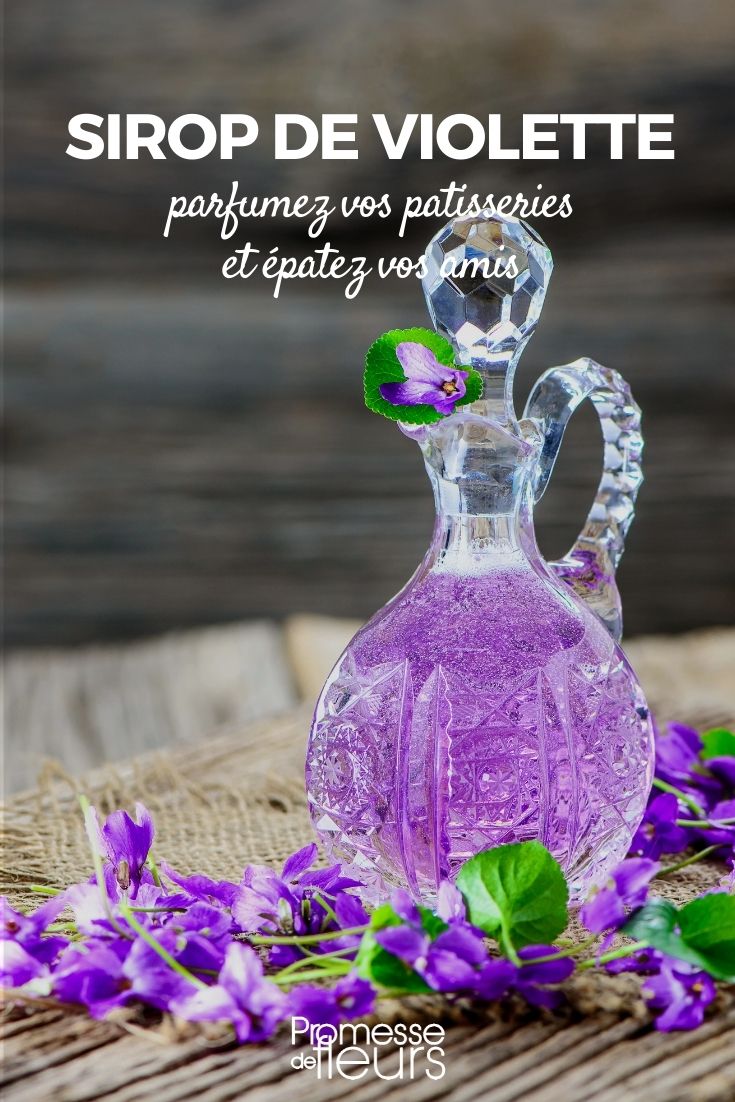 Sirop de violette odorante : notre idée recette - Promesse de Fleurs