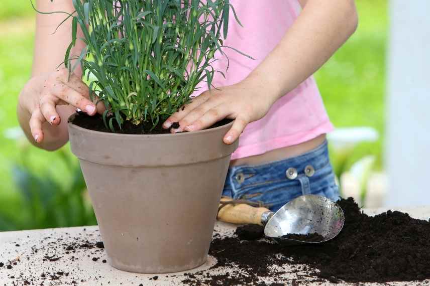 Comment réussir potée de plantes vivaces, plantation vivaces pot balcon terrasse