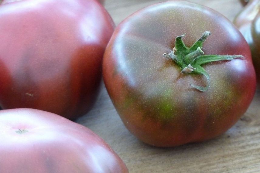 tomate résistante maladie
