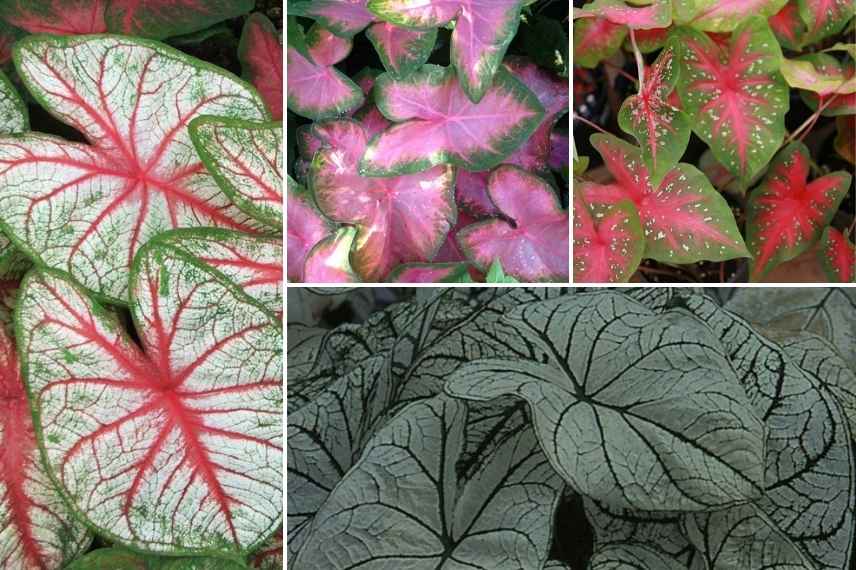 Caladium en pot, culture caladium pot, cultiver caladium pot