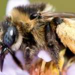 Déclin des pollinisateurs : les conséquences sur les plantes