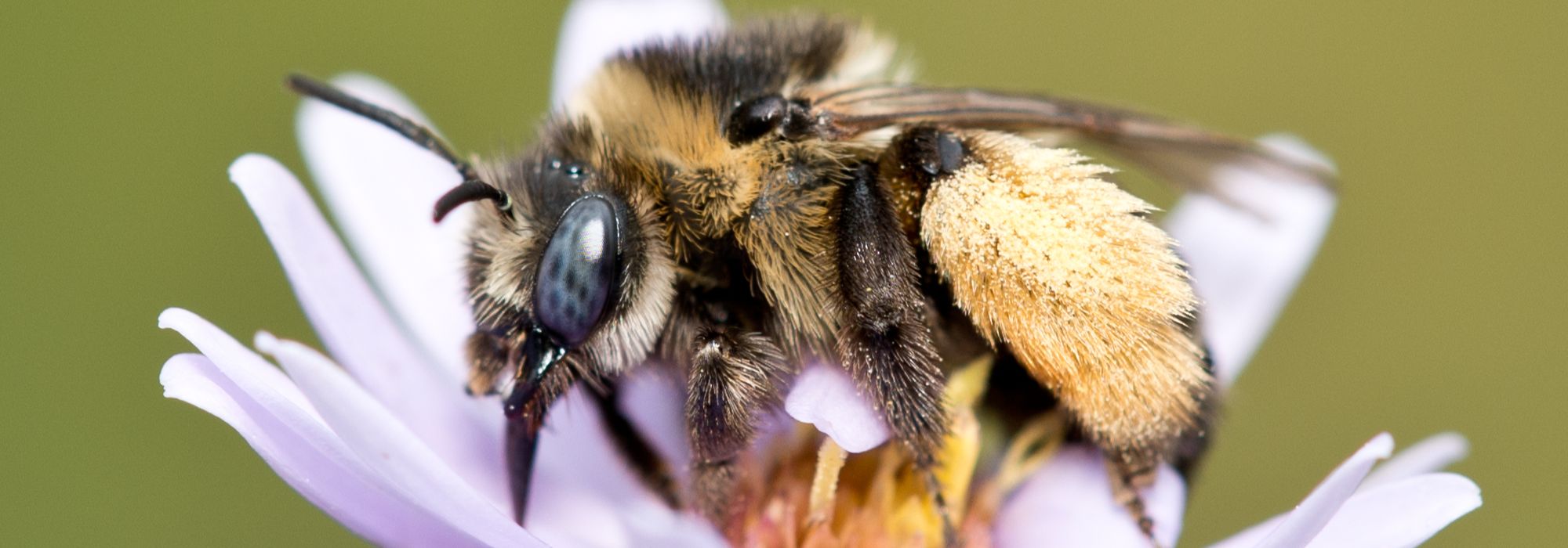 Déclin des pollinisateurs : les conséquences sur les plantes