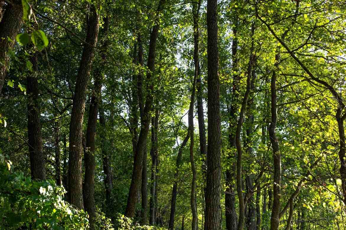 Aulne, alnus, arbre sol humide, arbre sol lourd, arbre indigene, arbre fôret