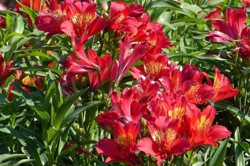 Alstroemeria