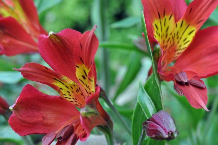 Alstroemeria