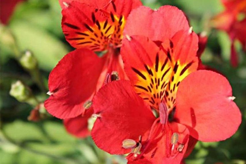 Alstroemeria 