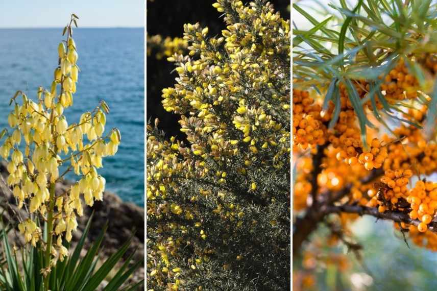 plantes resiste resistant embruns bord de mer