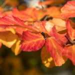 Comment associer le Parrotia ou Arbre de fer ?