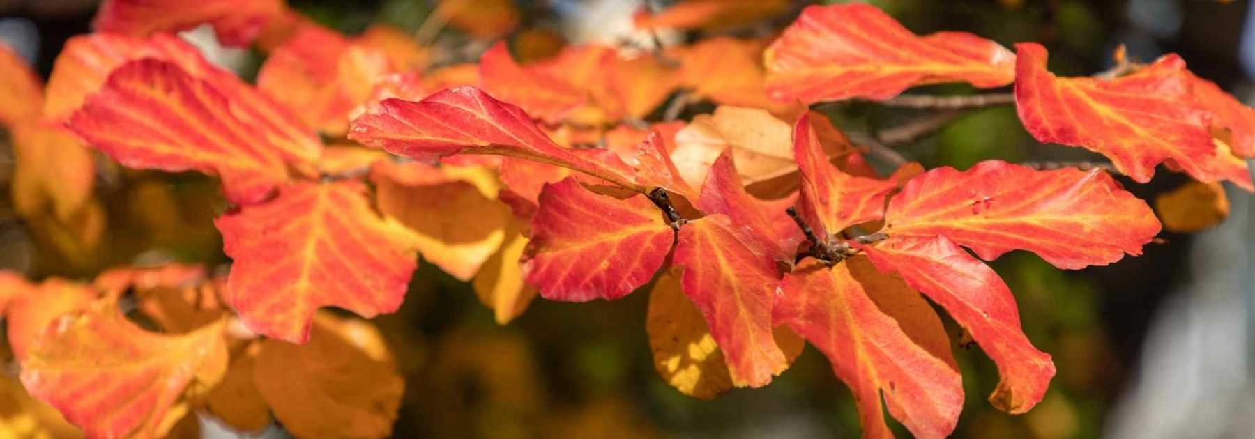 Comment associer le Parrotia ou Arbre de fer ?