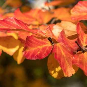 Comment associer le Parrotia ou Arbre de fer ?