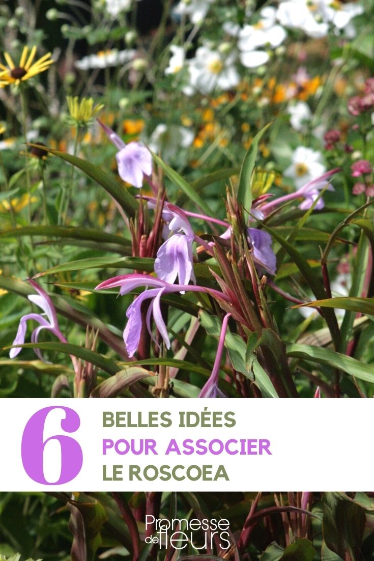 Idées associations Roscoea Gingembre Orchidée