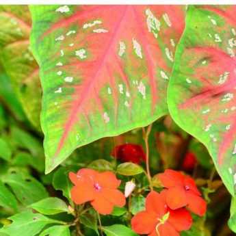 Associer le Caladium ou Oreille d'éléphant