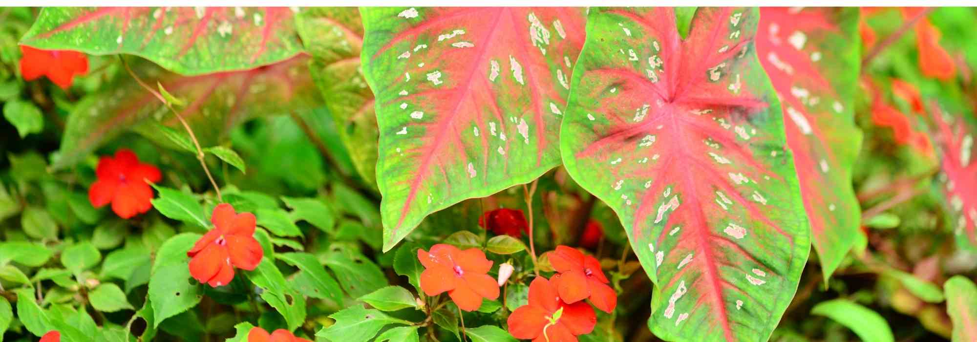 Associer le Caladium ou Oreille d'éléphant