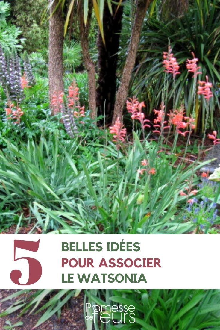 Associer le watsonia : idées et conseils