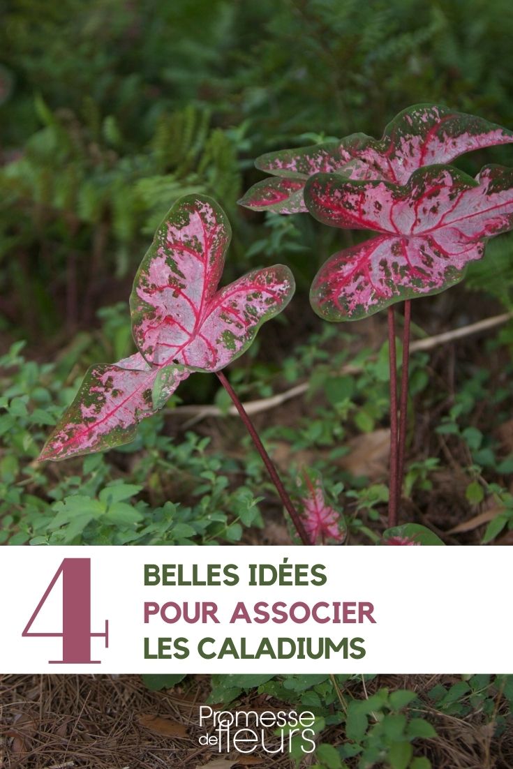 Associer les caladiums