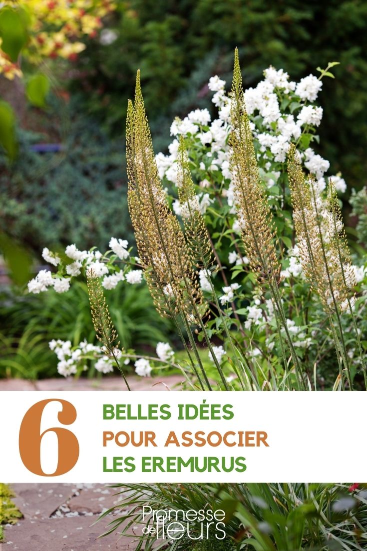 Associer les eremurus