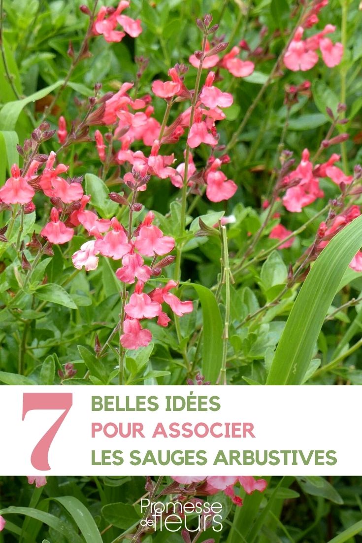 comment associer une sauge arbustive salvia