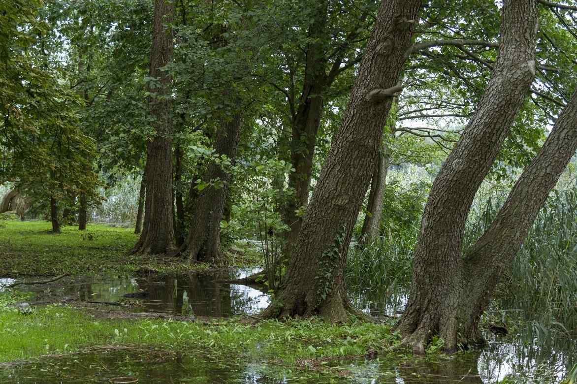 Aulne, alnus, arbre sol humide, arbre sol lourd, arbre indigene, arbre fôret