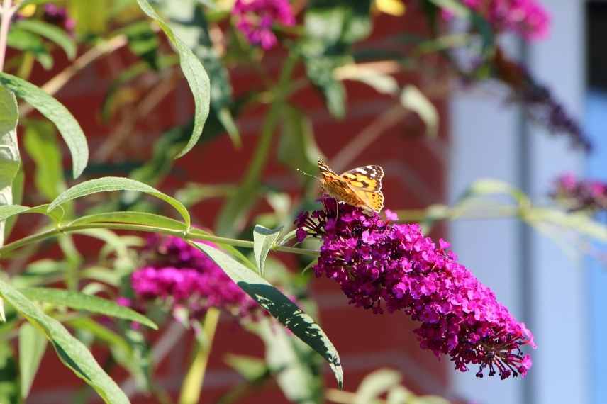 buddeia buddleja arbre a papillons nain compact pour terrasse balcon quel type de pot