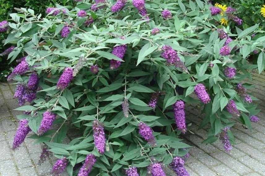 buddeia buddleja arbre a papillons nain compact mini