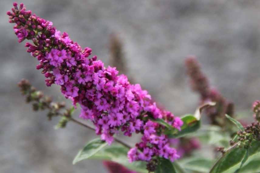 buddeia buddleja arbre a papillons nain compact mini