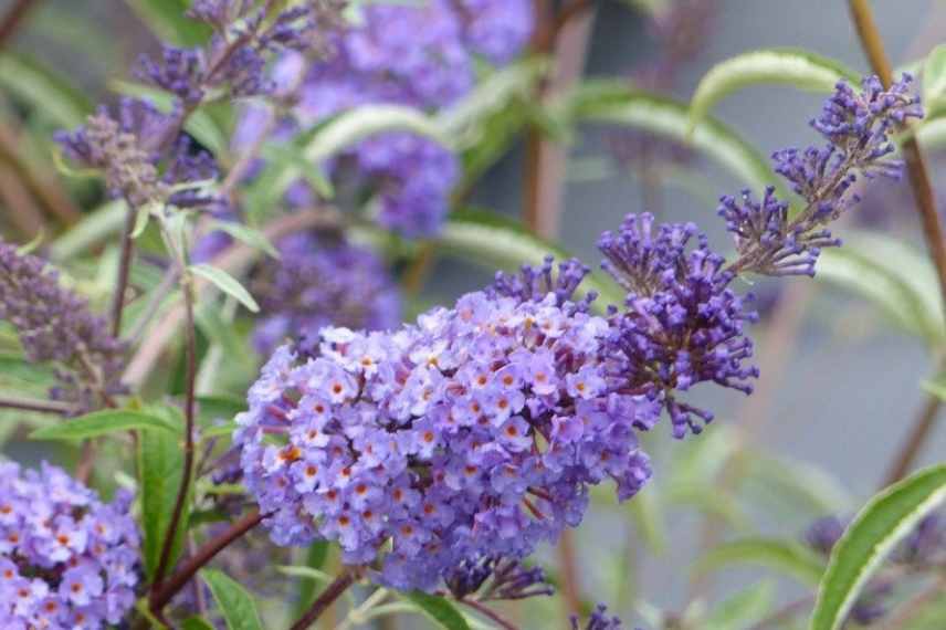 buddeia buddleja arbre a papillons nain compact mini