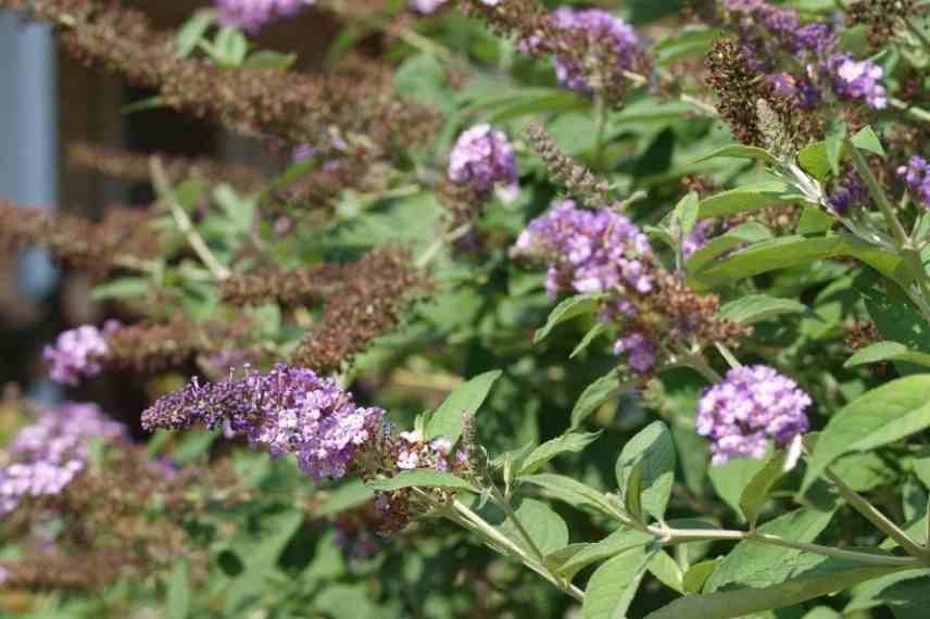 buddeia buddleja arbre a papillons nain compact mini