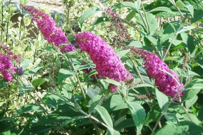 buddeia buddleja arbre a papillons nain compact mini