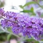 Cultiver un buddleia ou arbre à papillons en pot