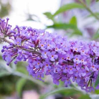 Cultiver un buddleia ou arbre à papillons en pot