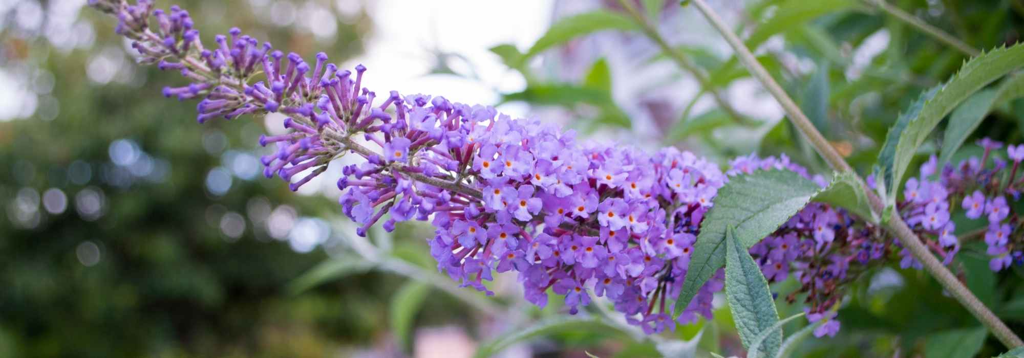 Cultiver un buddleia ou arbre à papillons en pot