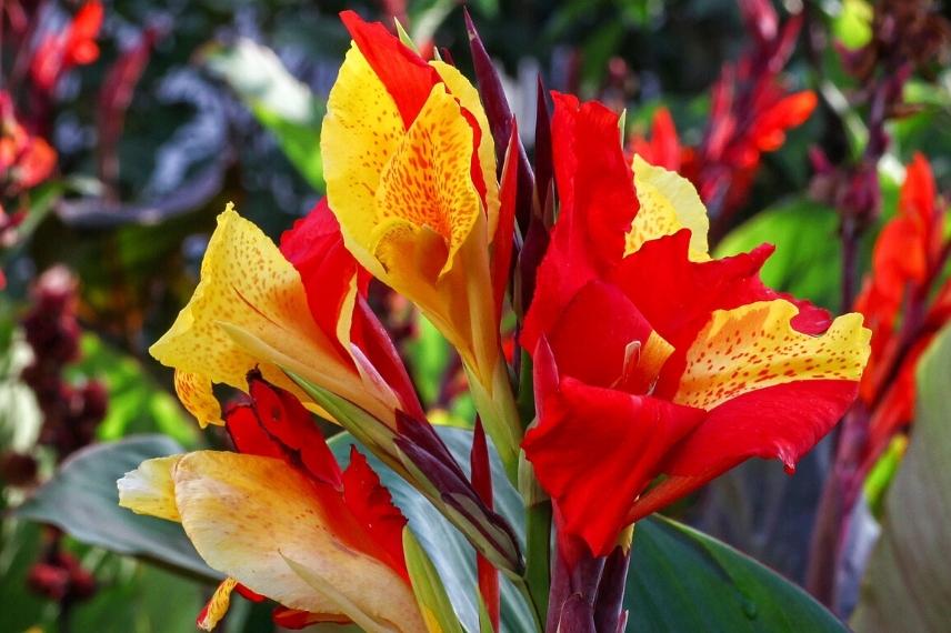 Balisier panaché jaune et rouge