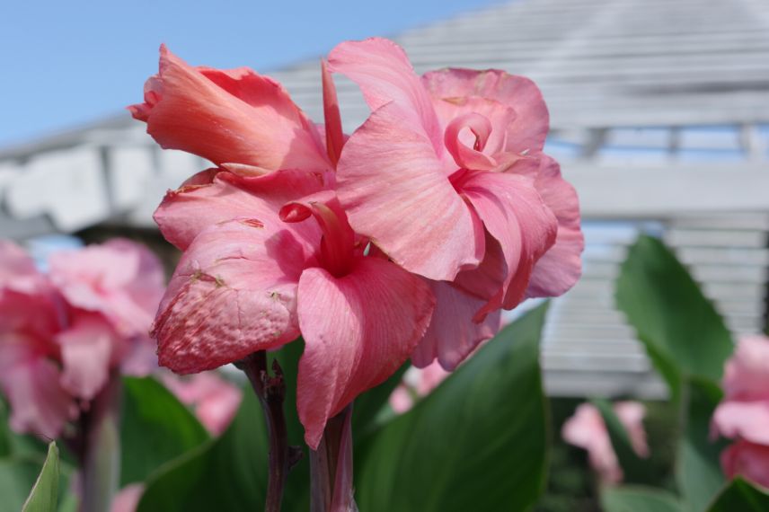 balisier - Canna Pink President 