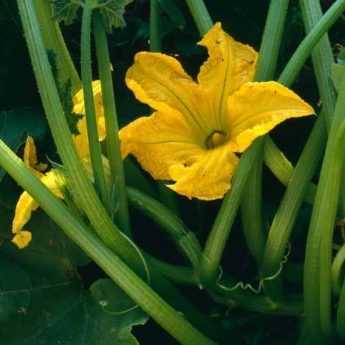 Comment polliniser manuellement des fleurs de courgettes ?