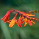 Les plantes voyageuses : les crocosmias